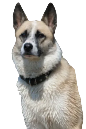 Norwegischer Buhund