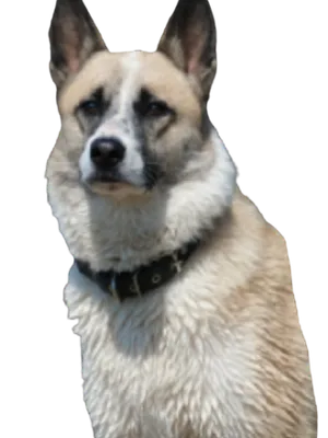 Norwegischer Buhund