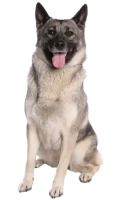 Norwegischer Elchhund grau