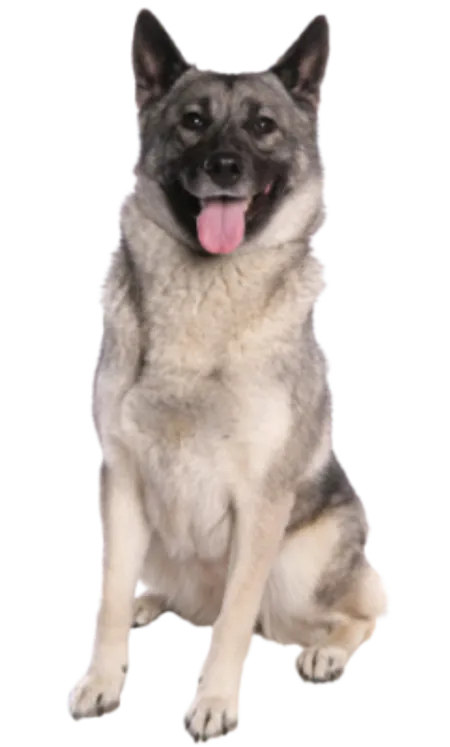 Norwegischer Elchhund grau