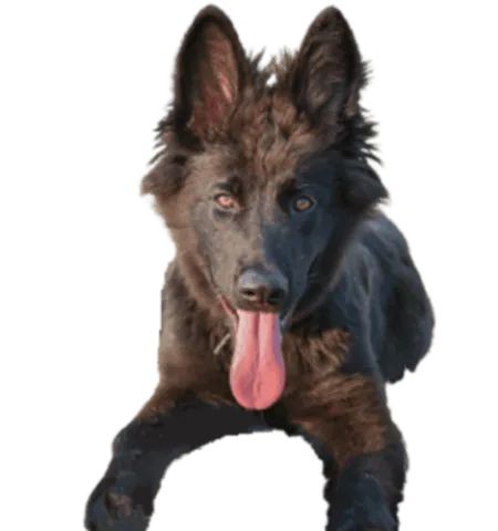 Norwegischer Elchhund schwarz