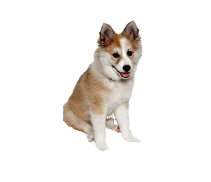 Norwegischer Lundehund (6)