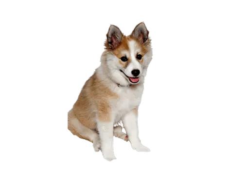 Norwegischer Lundehund (6)