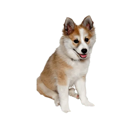 Norwegischer Lundehund (6)
