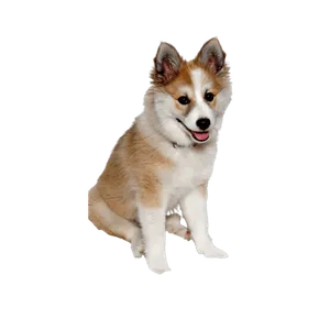 Norwegischer Lundehund (6)