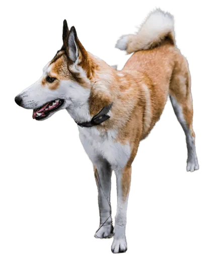 Norwegischer Lundehund