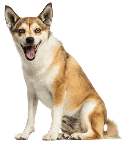 Norwegischer Lundehund Bild 5