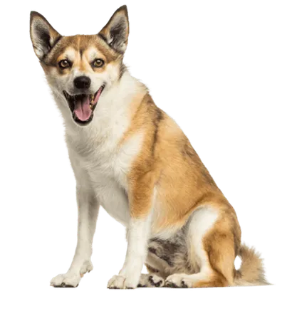 Norwegischer Lundehund Bild 5