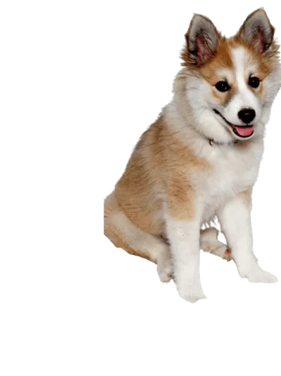 Norwegischer Lundehund