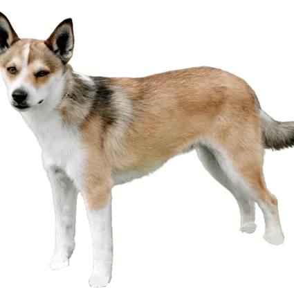 Norwegischer Lundehund