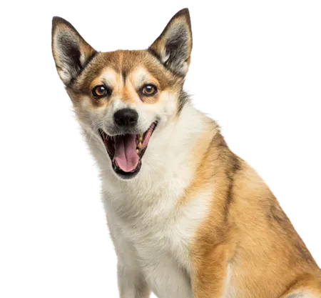 Norwegischer Lundehund
