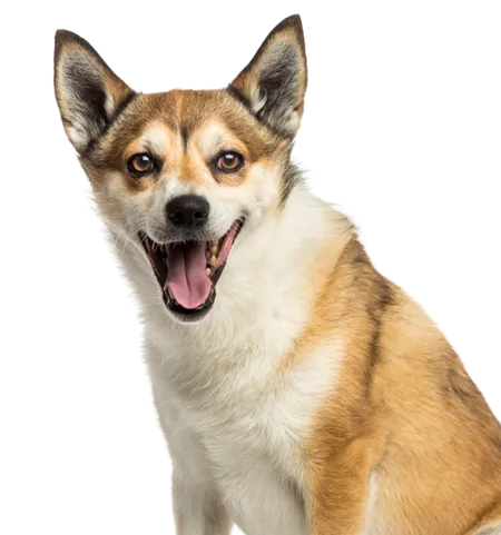 Norwegischer Lundehund