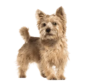 Norwich Terrier (5)