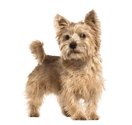 Norwich Terrier (5)