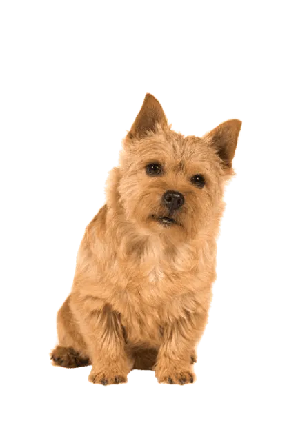 Norwich Terrier (4)