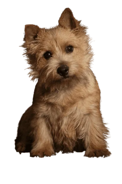 Norwich Terrier (6)