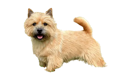 Norwich Terrier (7)