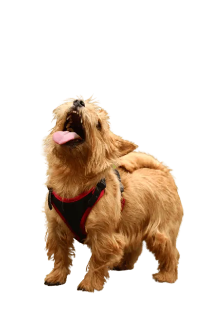 Norwich Terrier (3)