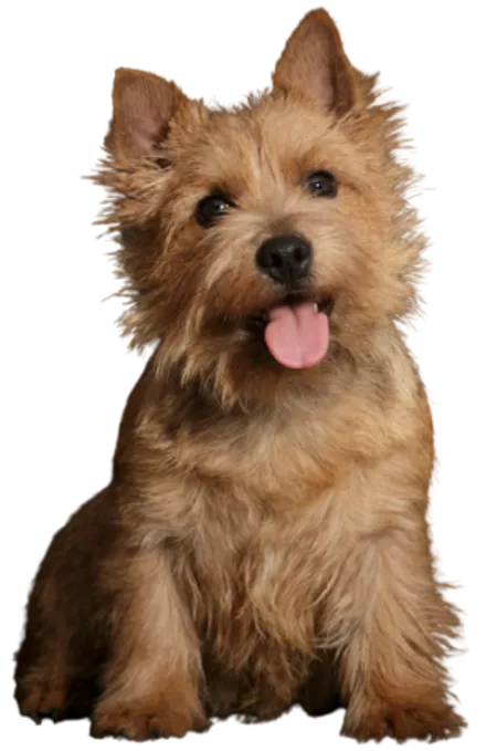 Norwich Terrier