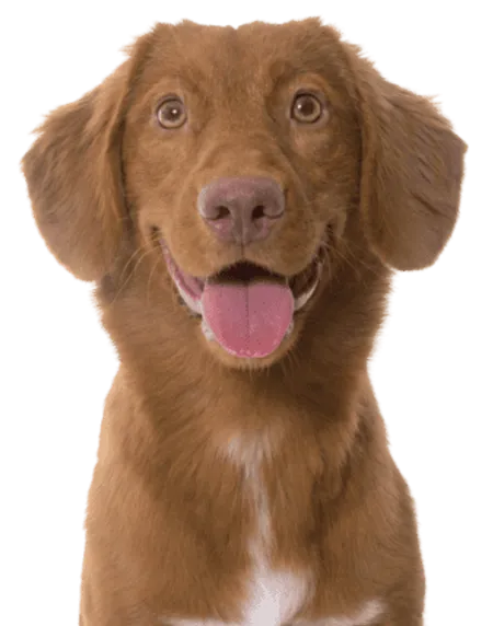 Nova Scotia Duck Tolling Retriever