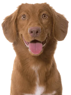 Nova Scotia Duck Tolling Retriever
