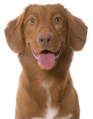 Nova Scotia Duck Tolling Retriever