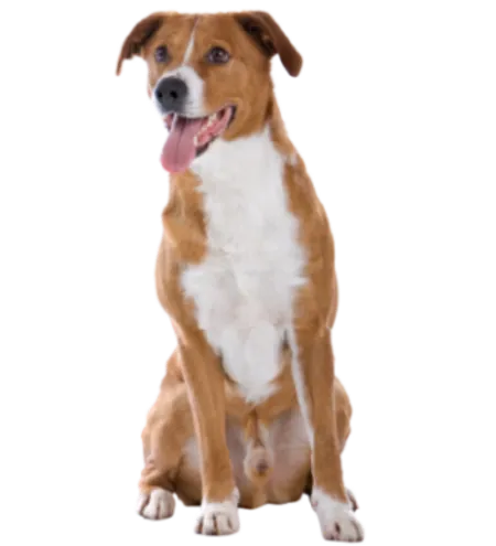 Österreichischer Pinscher