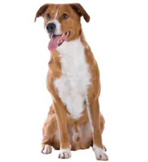 Österreichischer Pinscher
