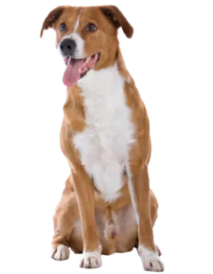 Österreichischer Pinscher