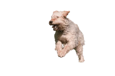Otterhund