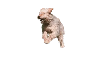 Otterhund
