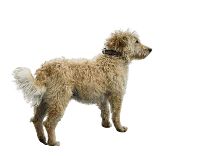 Otterhund