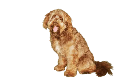 Otterhund