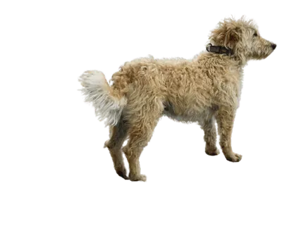Otterhund