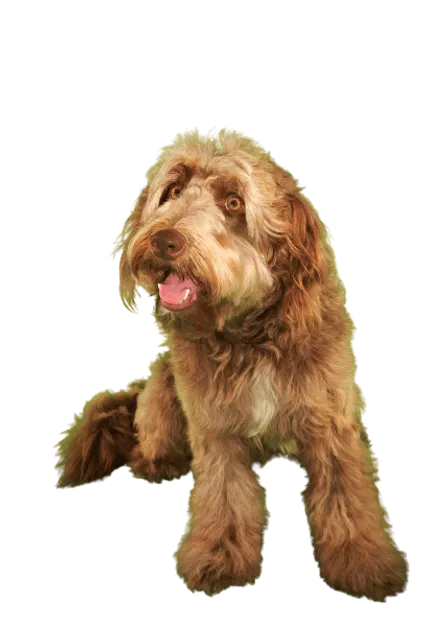 Otterhund