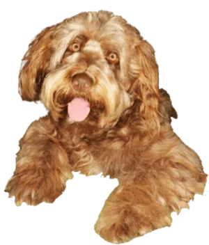 Otterhund