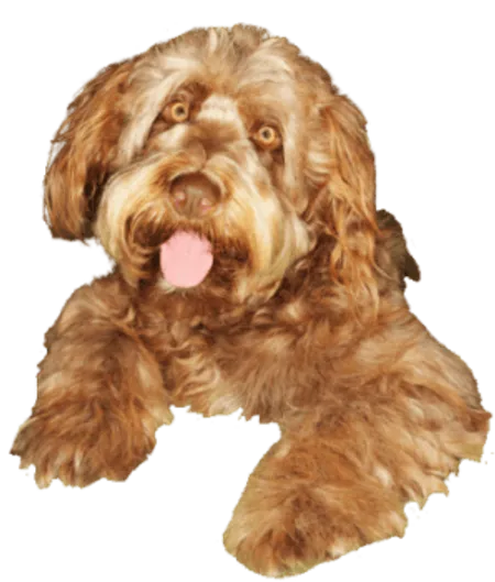 Otterhund