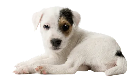 Parson Russell Terrier (1)