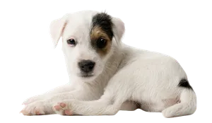 Parson Russell Terrier (1)