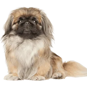 Pekingese