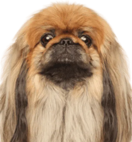 Pekingese
