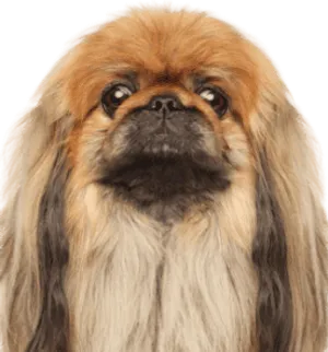 Pekingese