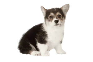 Pembroke Welsh Corgi (7)
