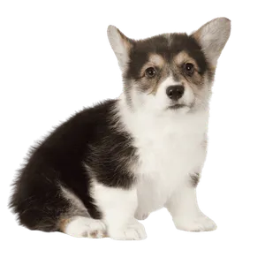 Pembroke Welsh Corgi (7)