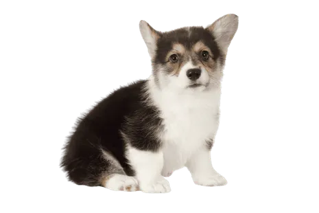 Pembroke Welsh Corgi (7)