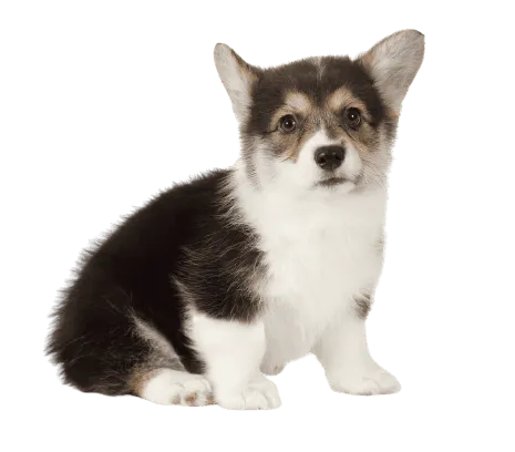 Pembroke Welsh Corgi (7)