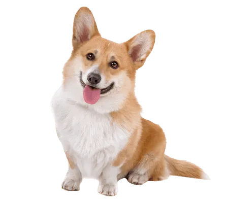 Pembroke Welsh Corgi
