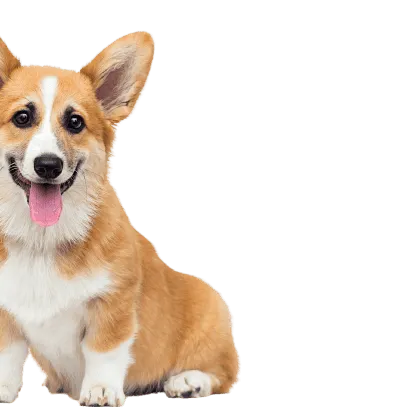 Pembroke Welsh Corgi (4)