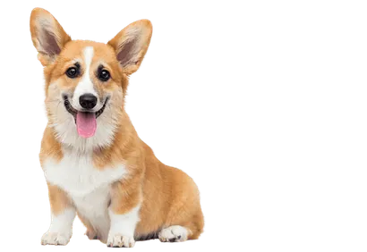 Pembroke Welsh Corgi (4)