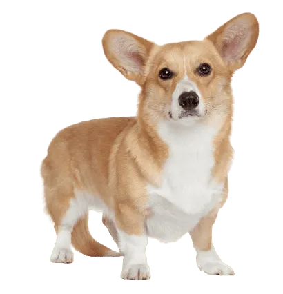 Pembroke Welsh Corgi (5)